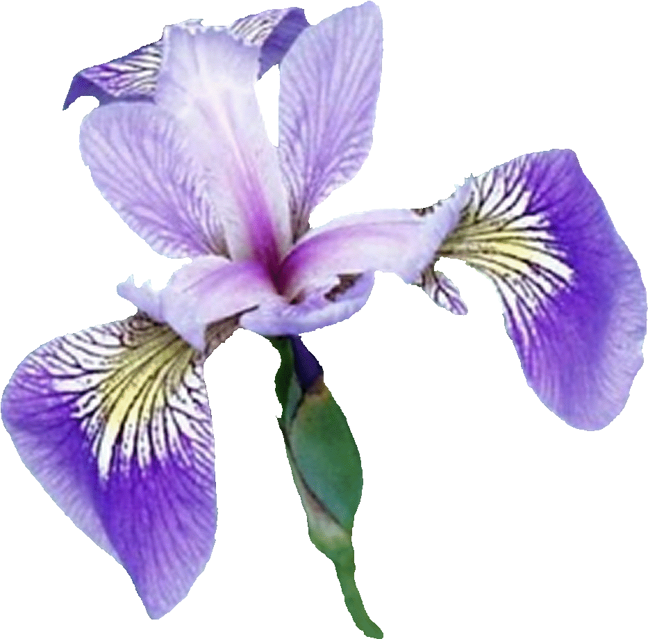 Iris Pics, Earth Collection - Iris Versicolour Transparent (1000x986)