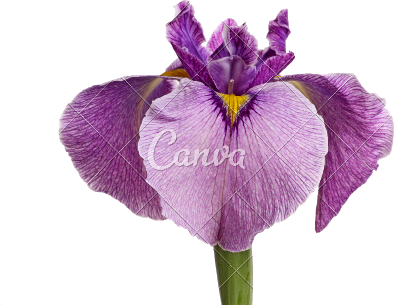 Purple Pseudata Iris Flower - Violet (800x618)