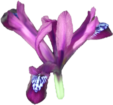 Cattleya Elongata (425x416)