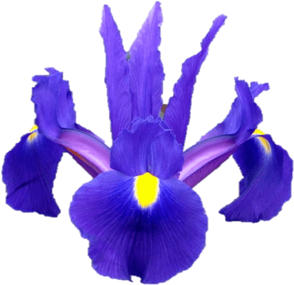 Iris × Hollandica (509x502)