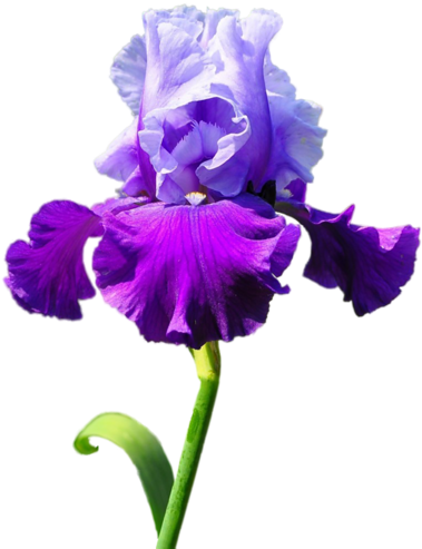 Iris - Цветок Ирис Пнг (421x500)