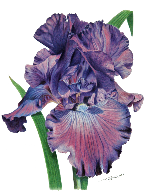 Share This - - Orris Root (500x668)