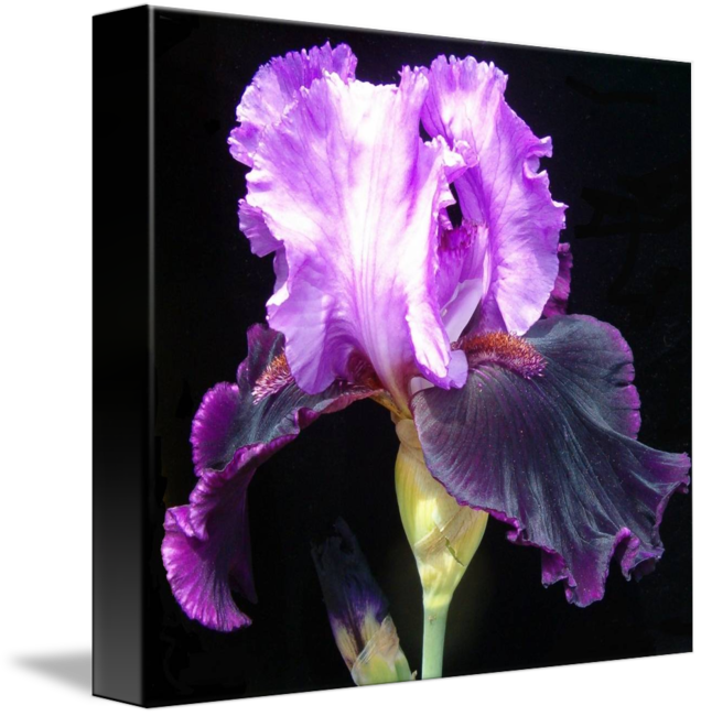 Iris (636x650)