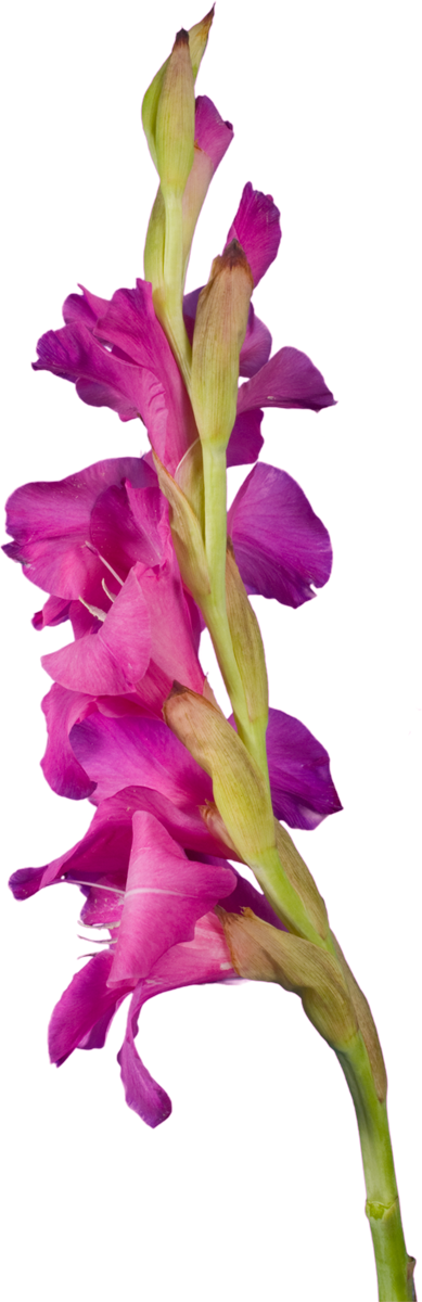 Purple Gladiolus - Гладиолус Пнг (389x1200)