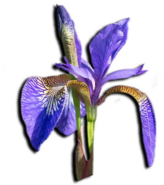 Delta Phi Epsilon Flower - Delta Phi Epsilon (600x600)