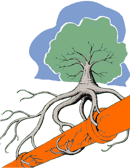 Tree Roots Sewer Pipe - Separative Sewer (424x553)