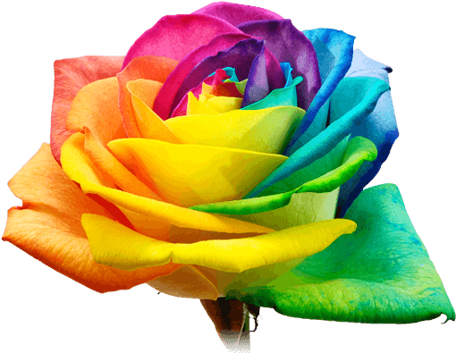 Design - Rainbow Rose Png (513x414)