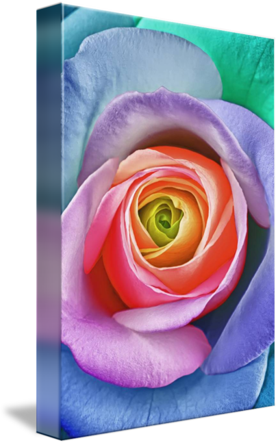 Rainbow Rose (406x650)