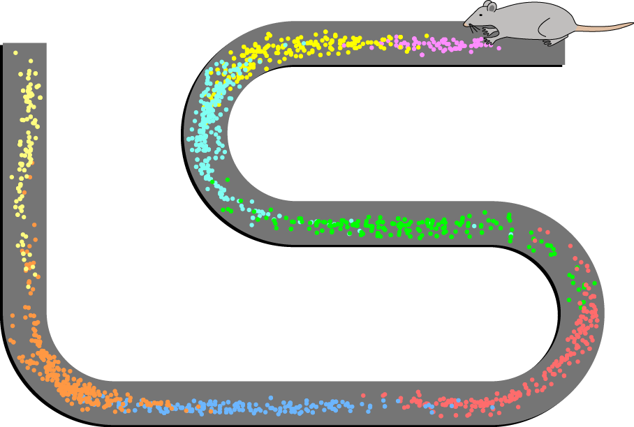 Place Cell Spiking Activity Example - Place Cells O Keefe (908x612)