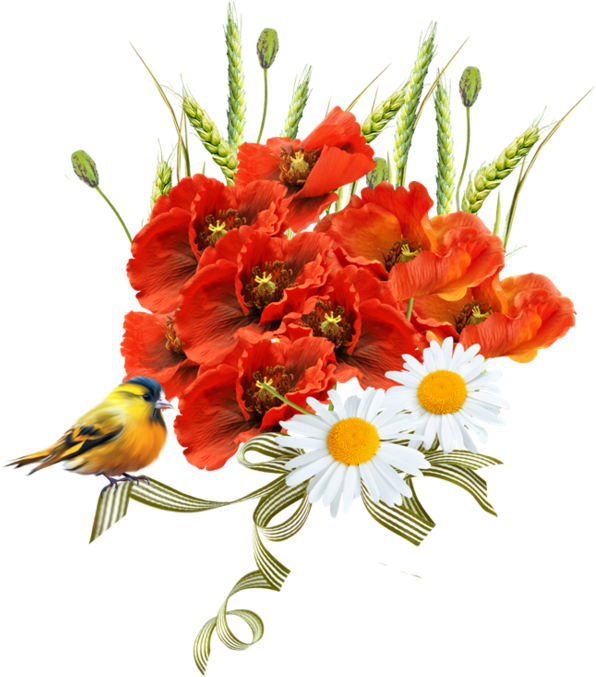 من مواضيع نـــور الزهراء - Common Poppy (600x707)
