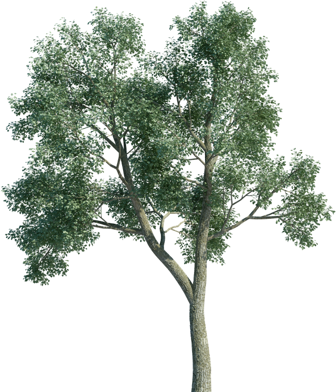 Tree Images Without Background Hd (1000x800)