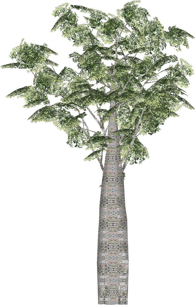 Kauri - Wiki (1038x1038)