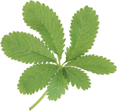 Large Green Leaves - Hanfblatt (400x400)
