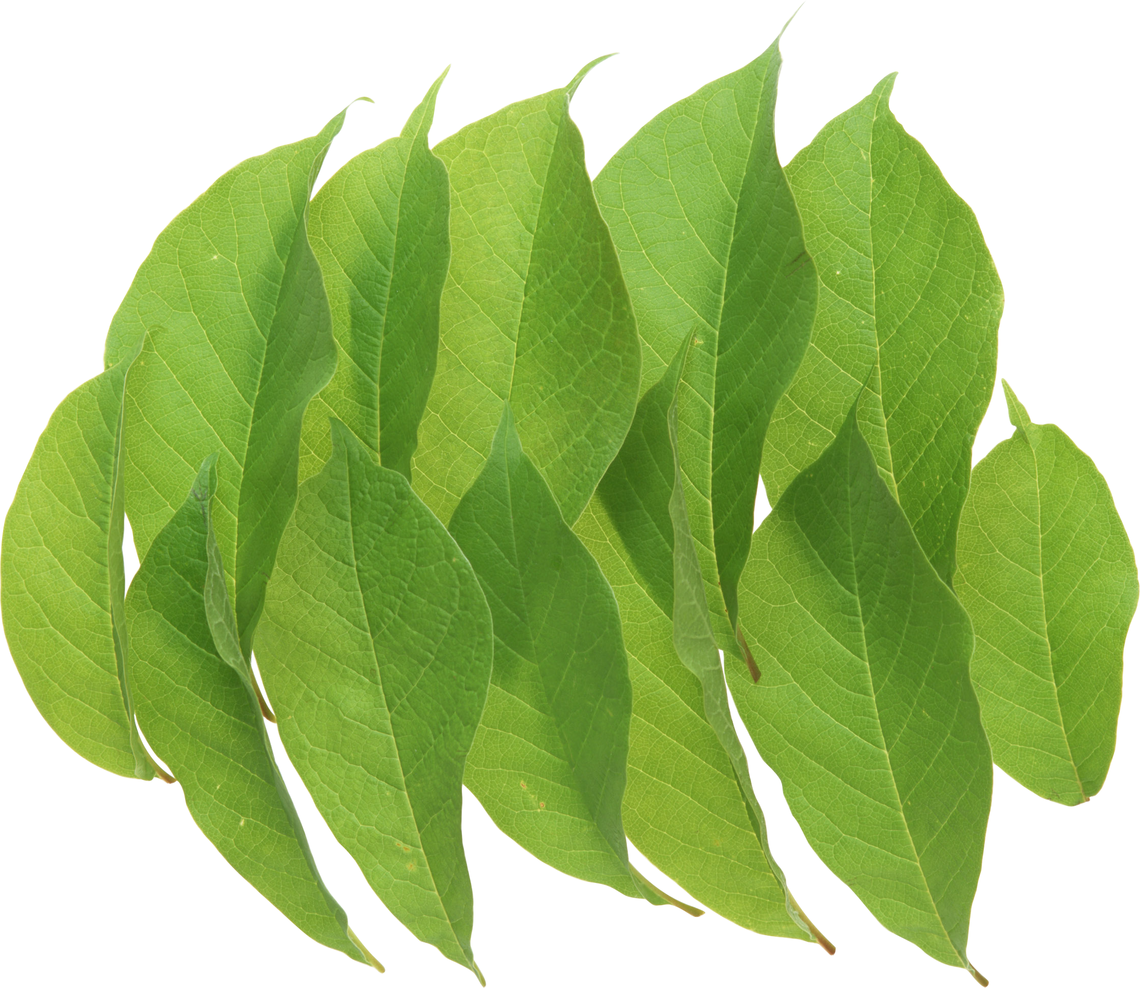 Green Leaves - Leaf (2248x1947)