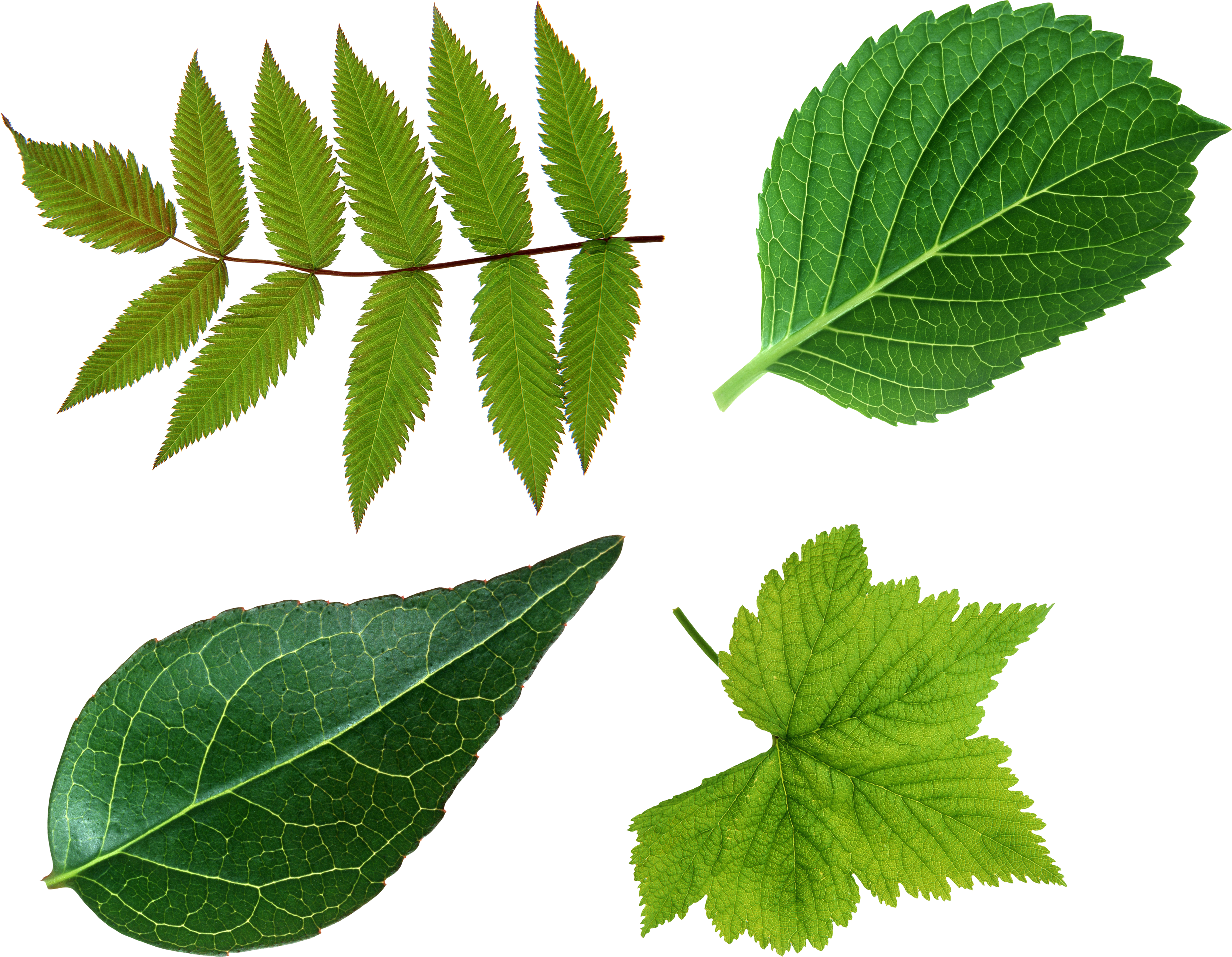 Leaves Png (3331x2587)