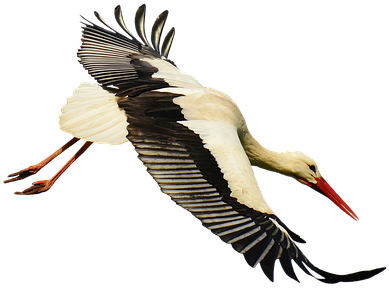 Flight (455x340)