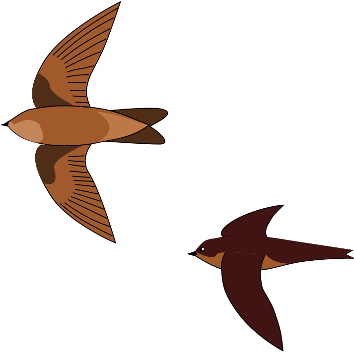 Swiftlet (1200x1093)