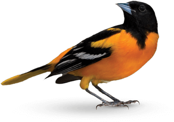 Join Us - Oriole (483x290)