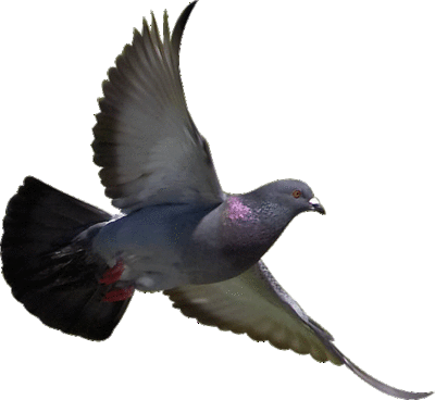 Bird With No Background (400x368)