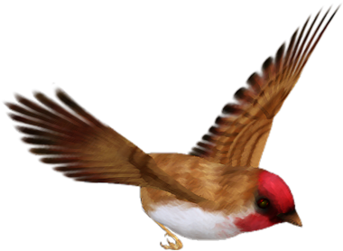 Bird (500x450)