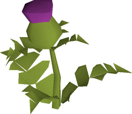 Thistle - Wiki (544x470)