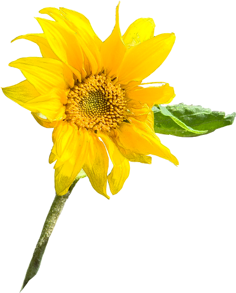 Sunflowerlarge - Stock (500x606)