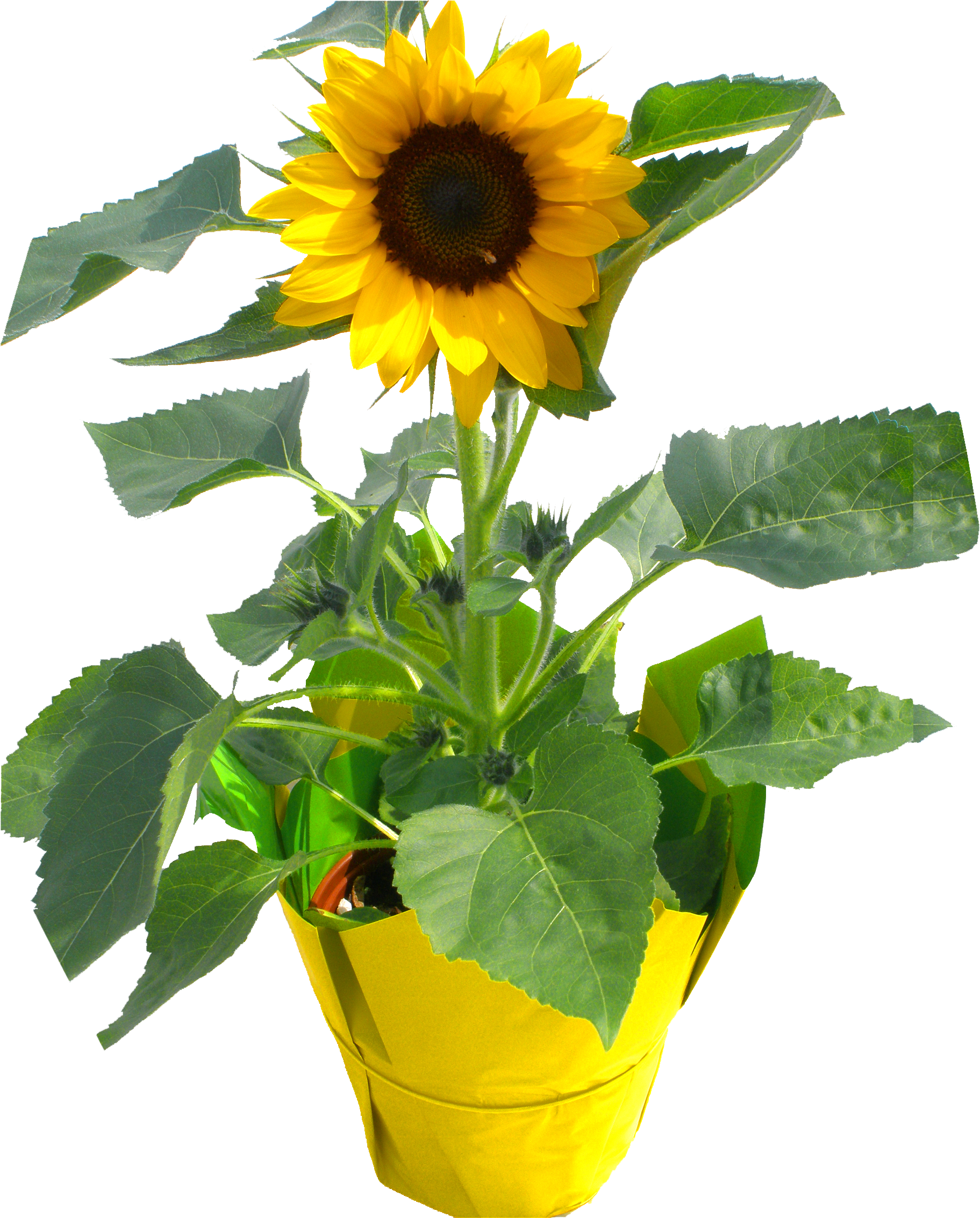 About Us - Common Sunflower (2448x3264)