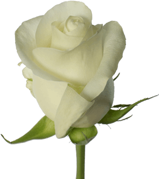 Proud - Rose (380x430)