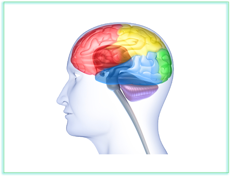 Neuroscience - Clipart - Brain (828x648)