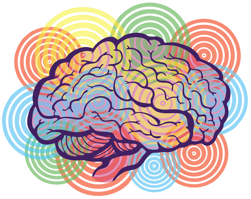 Brain Graphic Design Png (800x633)