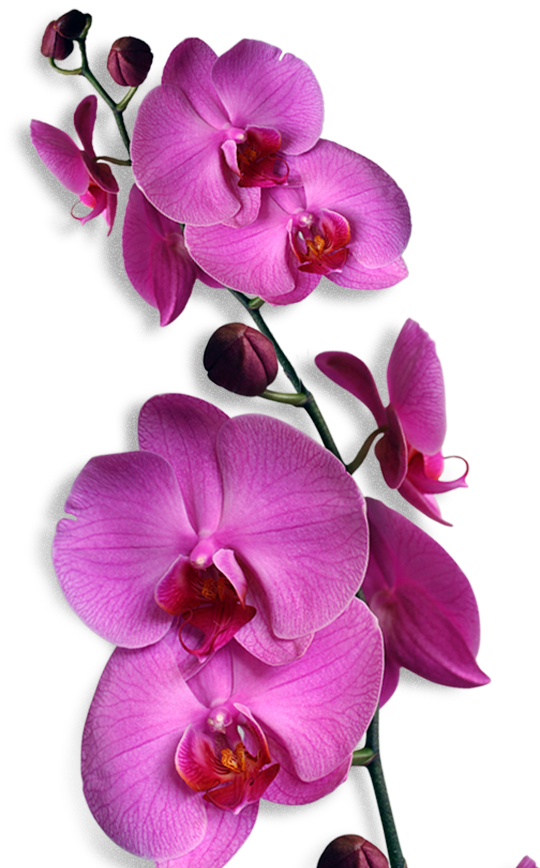 Anggrek Png (540x868)