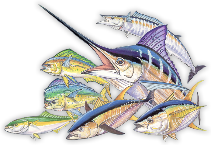 Atlantic Blue Marlin (714x496)