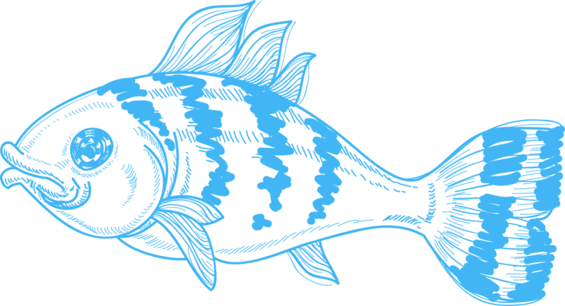 Blue Fish - Fish (800x434)