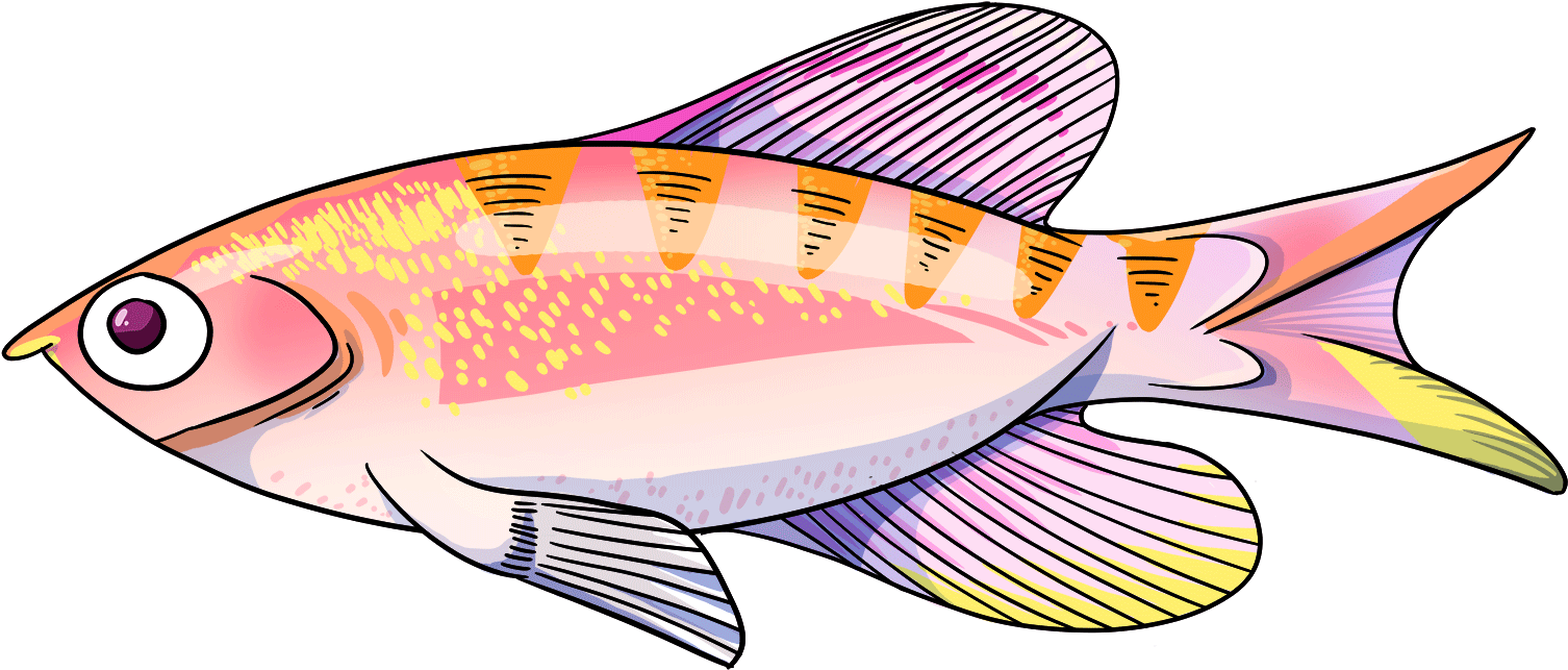 Tiger Queen Anthias - Anthias (1650x975)