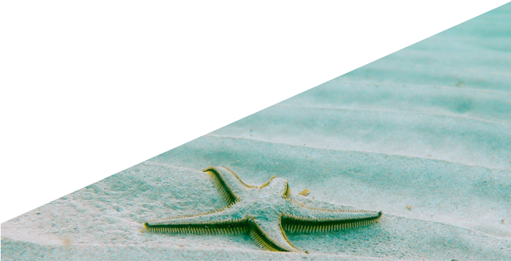 Traum Scuba - Starfish (741x434)