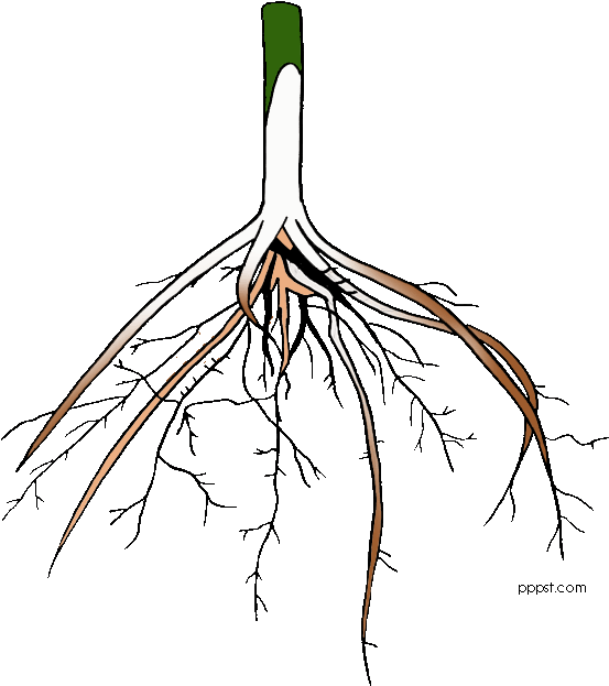 Root Clipart - Root Clip Art (584x648)
