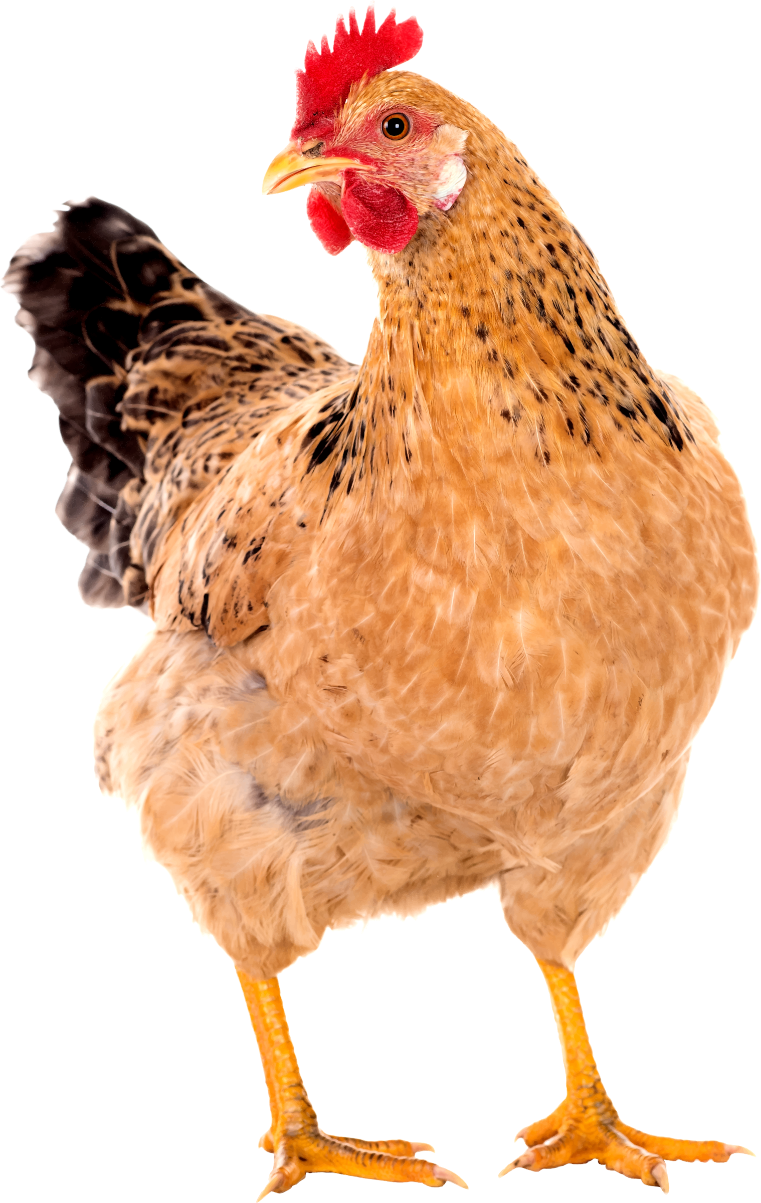 Big Image - Chicken Png (1518x2400)