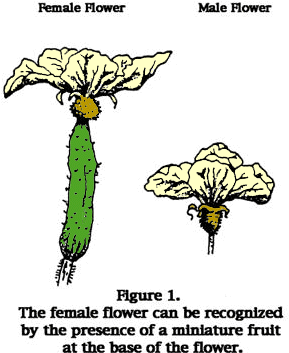B's Cucumber Pages - Cucumber (340x391)