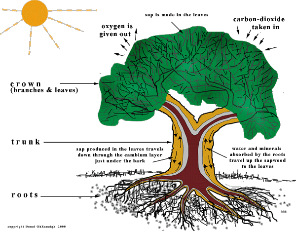 Xylem And Phloem Tree (600x468)