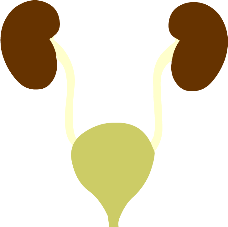 Urinary System - Health (880x880)