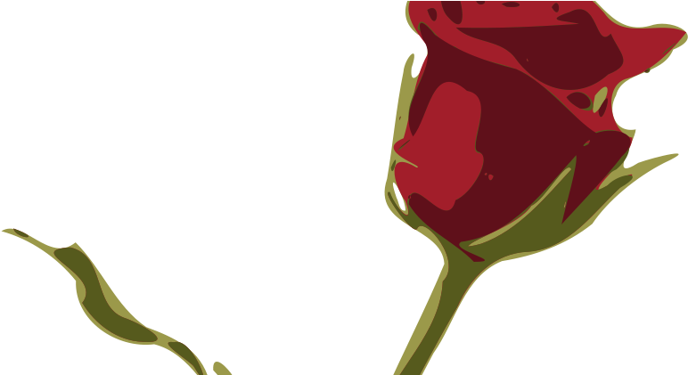 Rose (800x420)
