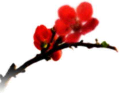 일지매 다시보기 - 일지매 매화 (414x323)