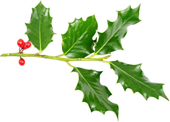 Веточка Остролиста - American Holly (650x468)