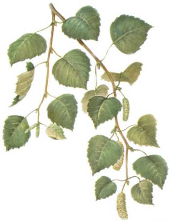 Изображение Для Плейкаста - Silver Birch (350x455)