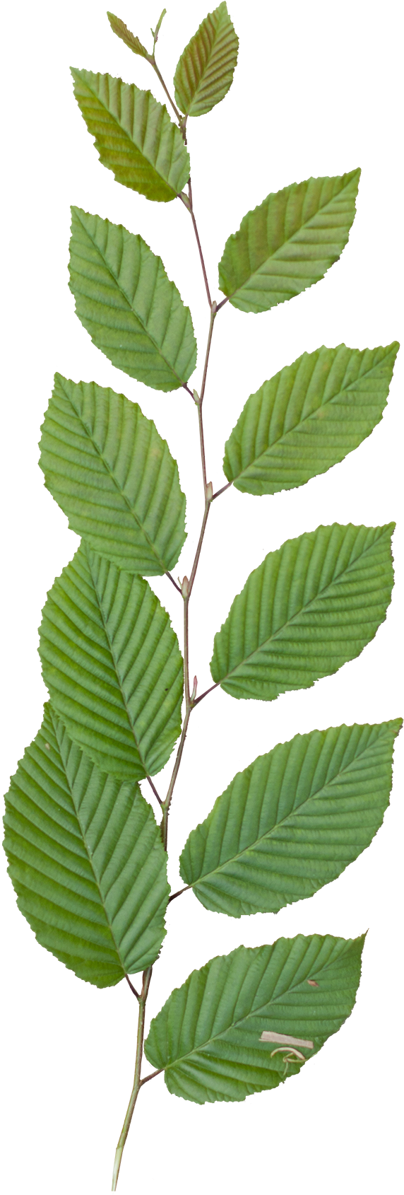 Preview - Sweet Birch (762x1740)
