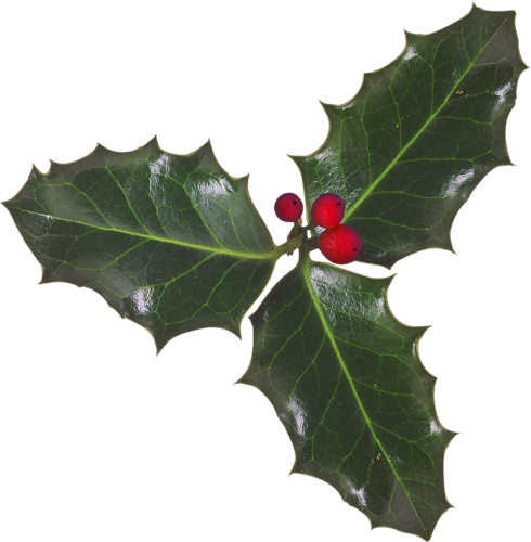 Изображение Для Плейкаста - American Holly (490x500)