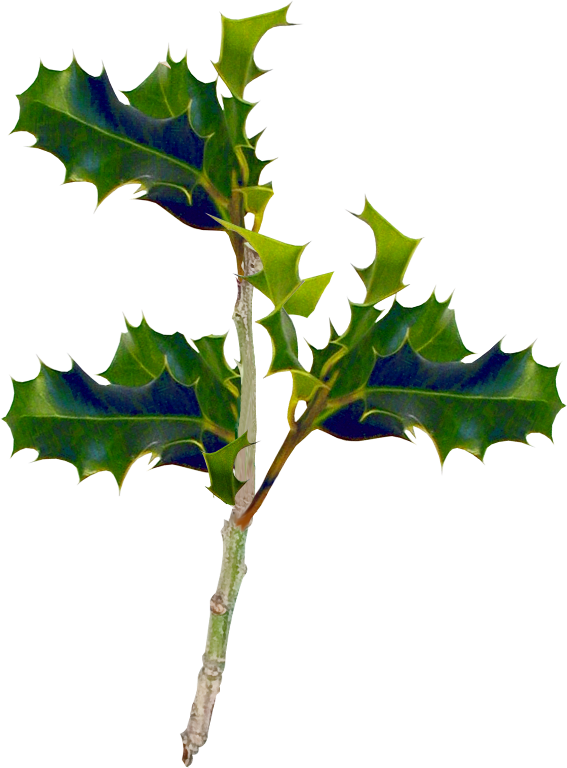 Houx,gui - Christmas Holly (567x768)