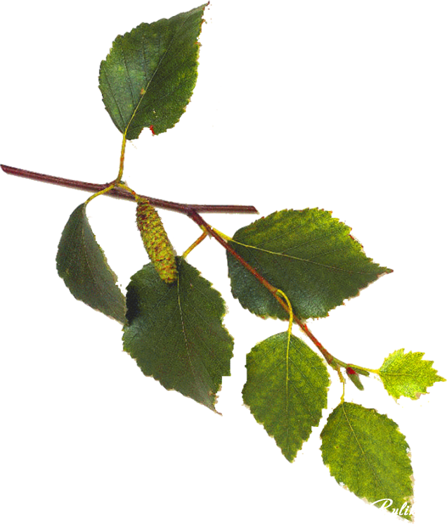 White Birch Tree Leaves (636x745)