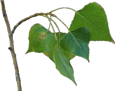 Branch (478x318)