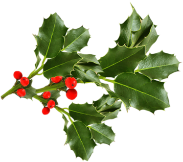 Houx Gui / - Leaf (450x364)